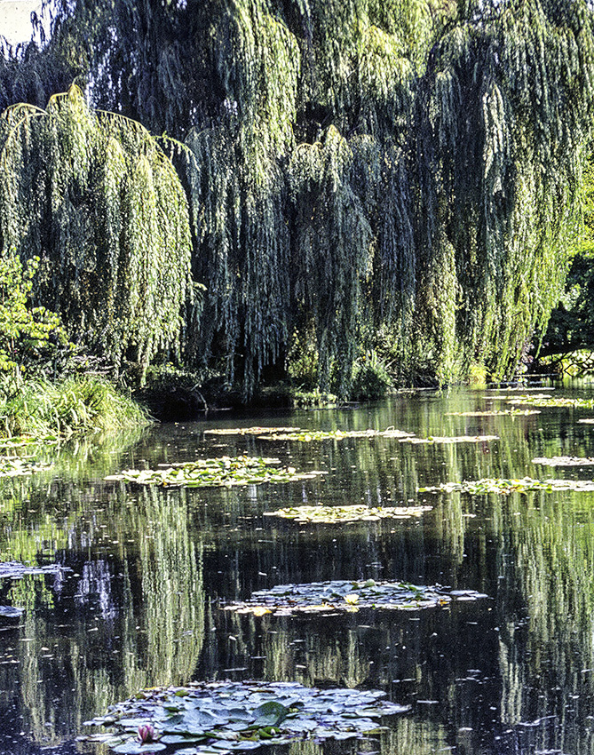 Monet Gardens, Marcus Travel Journal
