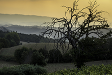 DSC_7976-850-Chianti