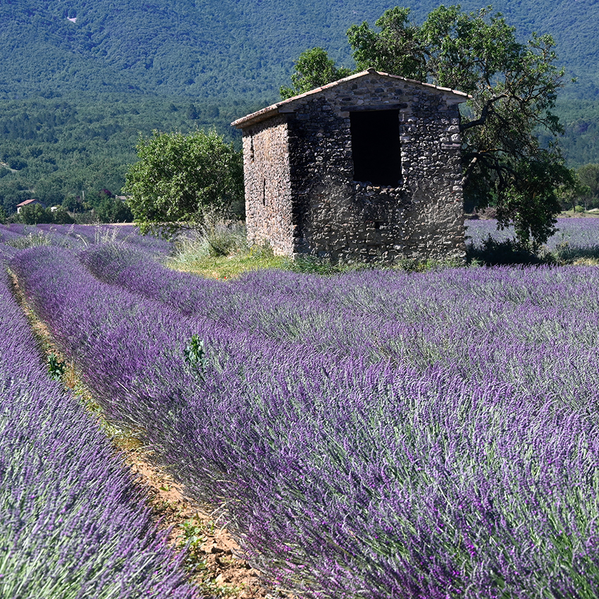Lavender Field South of France