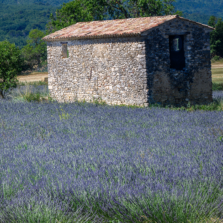 Lavender with old Building - Road to Manosque - mytravellinglens.com